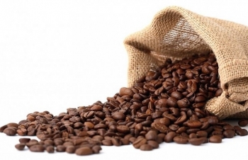 Giá cà phê mới nhất ngày 8/3/2024: Thị trường cà phê trong nước lập đỉnh giá mới, cao nhất 90.400 đồng/kg