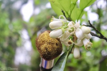 Kiếm tiền triệu từ mùa làm 