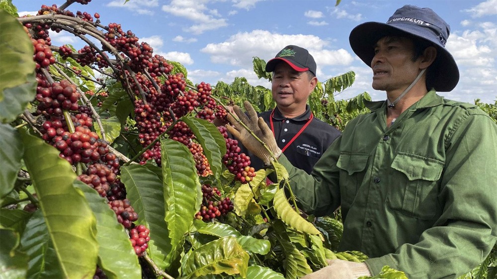 Giá cà phê Robusta bật tăng khi đồng USD rớt xuống mức 102 Giá cà phê Robusta bật tăng khi đồng USD rớt xuống mức 102