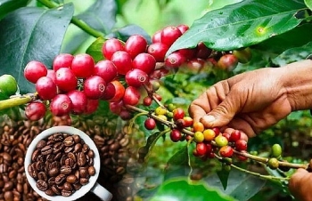 Giá cà phê mới nhất ngày 9/3/2024: Thị trường cà phê trong nước lập đỉnh giá mới, lên đến 92.200 đồng/kg