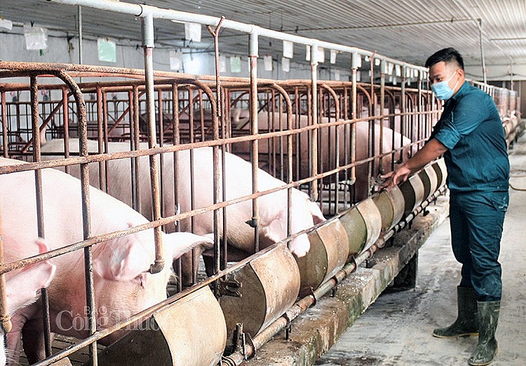 Giá heo hơi hôm nay ngày 31/3/2024 thấp nhất 58.000 đồng/kg Giá heo hơi hôm nay ngày 31/3/2024 thấp nhất 58.000 đồng/kg