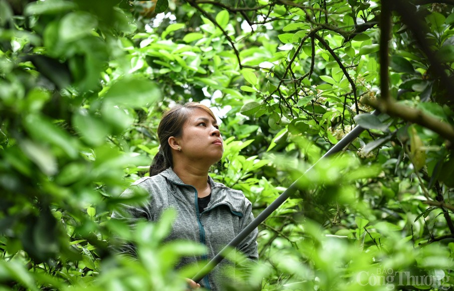 Cận cảnh nông dân làm bưởi Diễn 