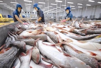 Đức xếp thứ 3 về nhập khẩu cá tra Việt Nam trong khối EU