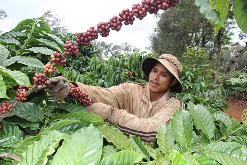 Giá cà phê xuất khẩu phục hồi bất chấp nguồn cung khởi sắc Giá cà phê xuất khẩu phục hồi bất chấp nguồn cung khởi sắc