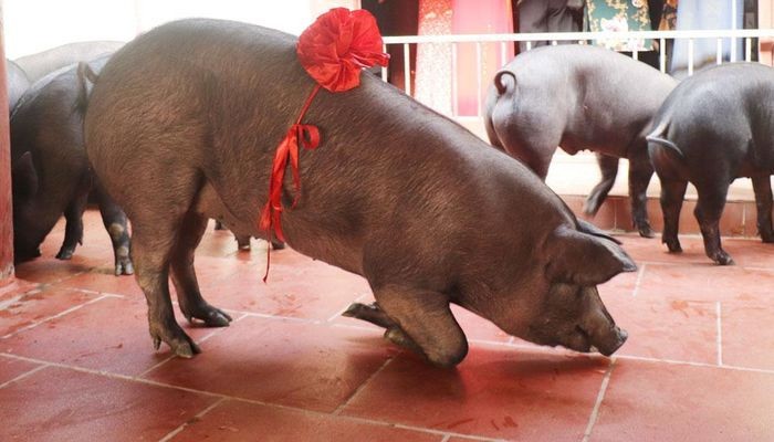 Tục rước “Ông Lang”- phong tục đẹp ở làng Tân Phượng (Bắc Giang) Tục rước “Ông Lang”- phong tục đẹp ở làng Tân Phượng (Bắc Giang)