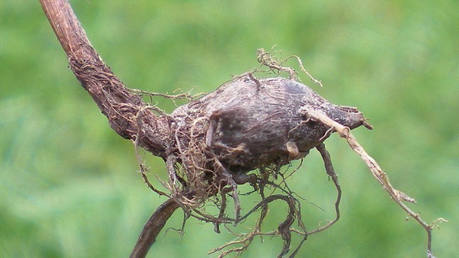 Củ gấu. Ảnh minh họa Củ gấu. Ảnh minh họa