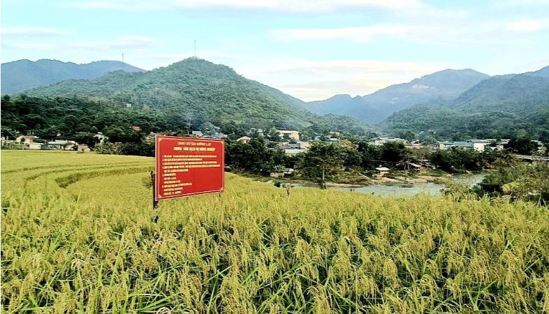 Gạo nếp Cay Nọi: Xây dựng chuỗi liên kết từ sản xuất đến tiêu thụ sản phẩm