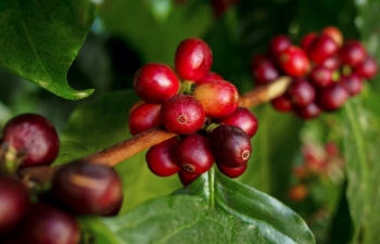Triển vọng nguồn cung tích cực, giá cà phê Arabica và Robusta diễn biến trái chiều