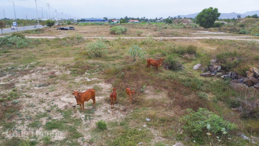 Hai khu đô thị dở dang của Tập đoàn Phúc Sơn ở Khánh Hoà Hai khu đô thị dở dang của Tập đoàn Phúc Sơn ở Khánh Hoà