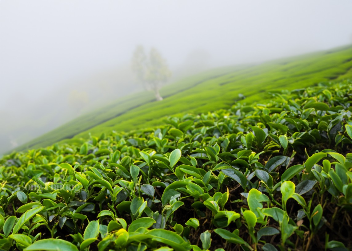 Xã Ba Trại, huyện Ba Vì đã đưa giống chè LDP1 có năng suất, chất lượng cao vào canh tác Xã Ba Trại, huyện Ba Vì đã đưa giống chè LDP1 có năng suất, chất lượng cao vào canh tác