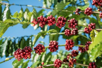 Nhà mua hàng đổ về Việt Nam, nông sản đua nhau tăng giá