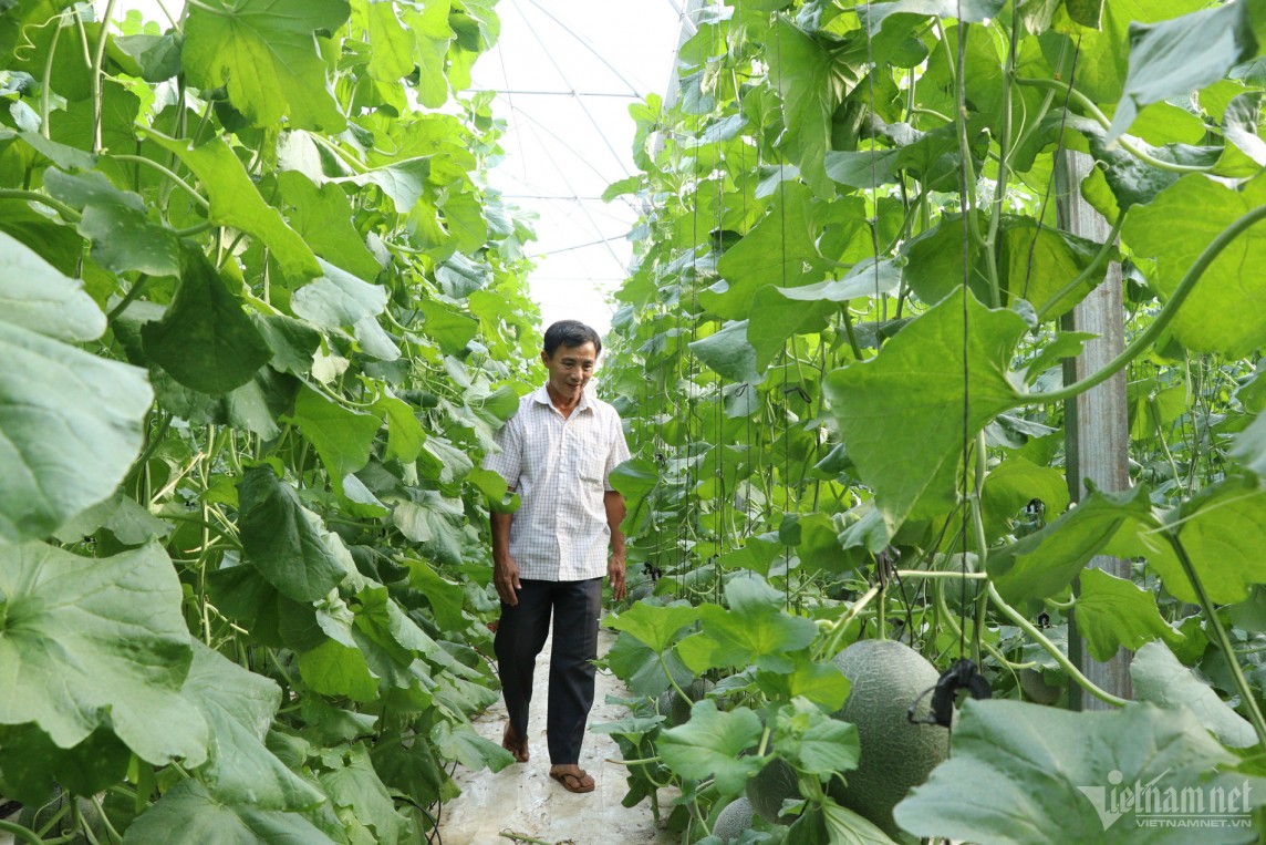 Rót trăm triệu cho con "làm liều", lão nông có ngay khu vườn thu tiền tỷ Rót trăm triệu cho con "làm liều", lão nông có ngay khu vườn thu tiền tỷ