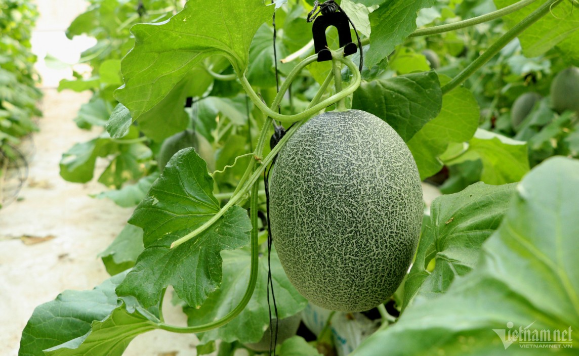 Rót trăm triệu cho con "làm liều", lão nông có ngay khu vườn thu tiền tỷ Rót trăm triệu cho con "làm liều", lão nông có ngay khu vườn thu tiền tỷ