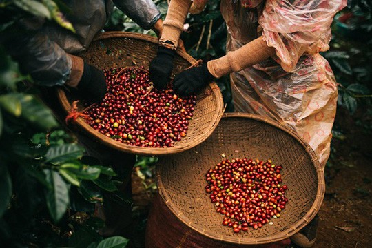 Tồn kho hồi phục giá Arabica giằng co, giá cà phê xuất khẩu giảm nhẹ Tồn kho hồi phục giá Arabica giằng co, giá cà phê xuất khẩu giảm nhẹ