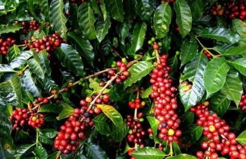 Dữ liệu tồn kho phục hồi là lực cản lên giá cà phê