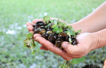 Hải Dương: Đổi đời, thành tỷ phú nhờ mô hình nuôi ốc nhồi thương phẩm