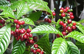 Giá cà phê mới nhất ngày 22/3/2024: Thị trường cà phê trong nước lập đỉnh mới 95.200 đồng/kg