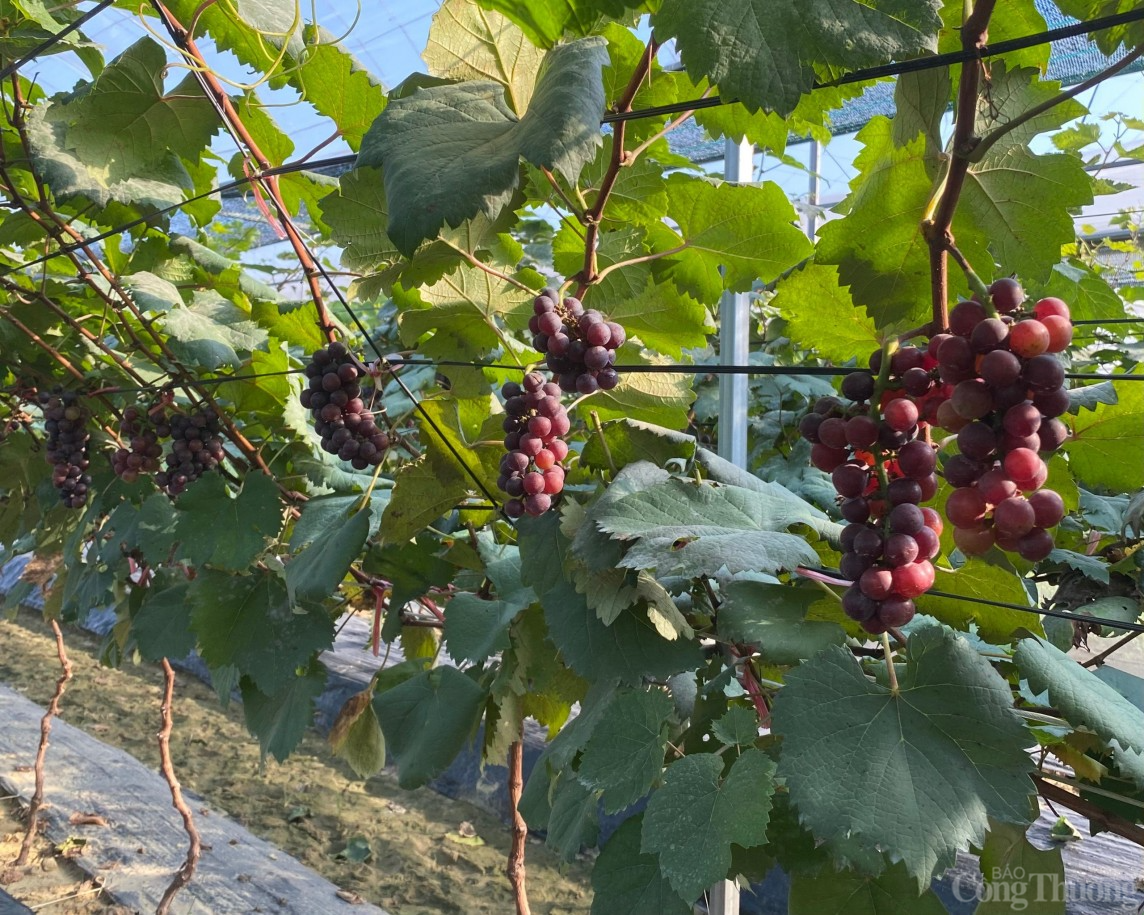 Người nông dân Hải Dương “làm giàu từ đất”, thành tỷ phú nhờ trồng nho Hạ Đen