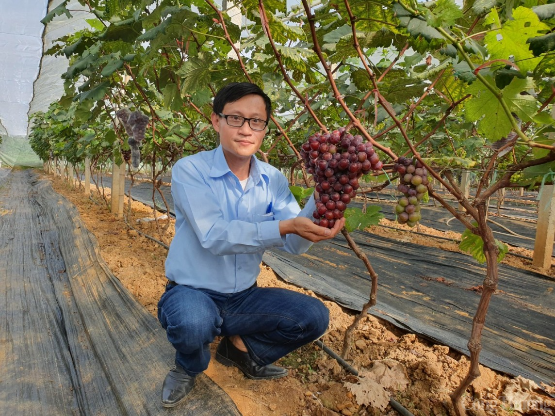 Người nông dân Hải Dương “làm giàu từ đất”, thành tỷ phú nhờ trồng nho Hạ Đen