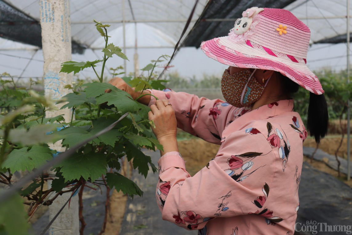 Người nông dân Hải Dương “làm giàu từ đất”, thành tỷ phú nhờ trồng nho Hạ Đen