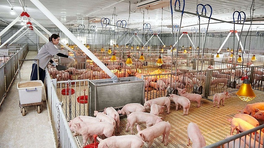 Giá heo hơi hôm nay ngày 19/4/2024: Tiếp tục tăng nhẹ tại miền Bắc Giá heo hơi hôm nay ngày 19/4/2024: Tiếp tục tăng nhẹ tại miền Bắc