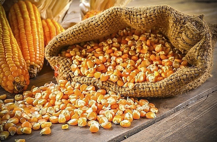Giá ngô có thể tiếp tục duy yếu trong phần còn lại của phiên hôm nay