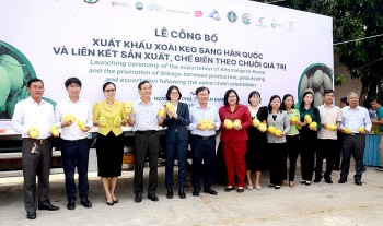 An Giang: Sau hơn 10 năm đàm phán, 18 tấn xoài keo chính thức xuất khẩu sang Hàn Quốc