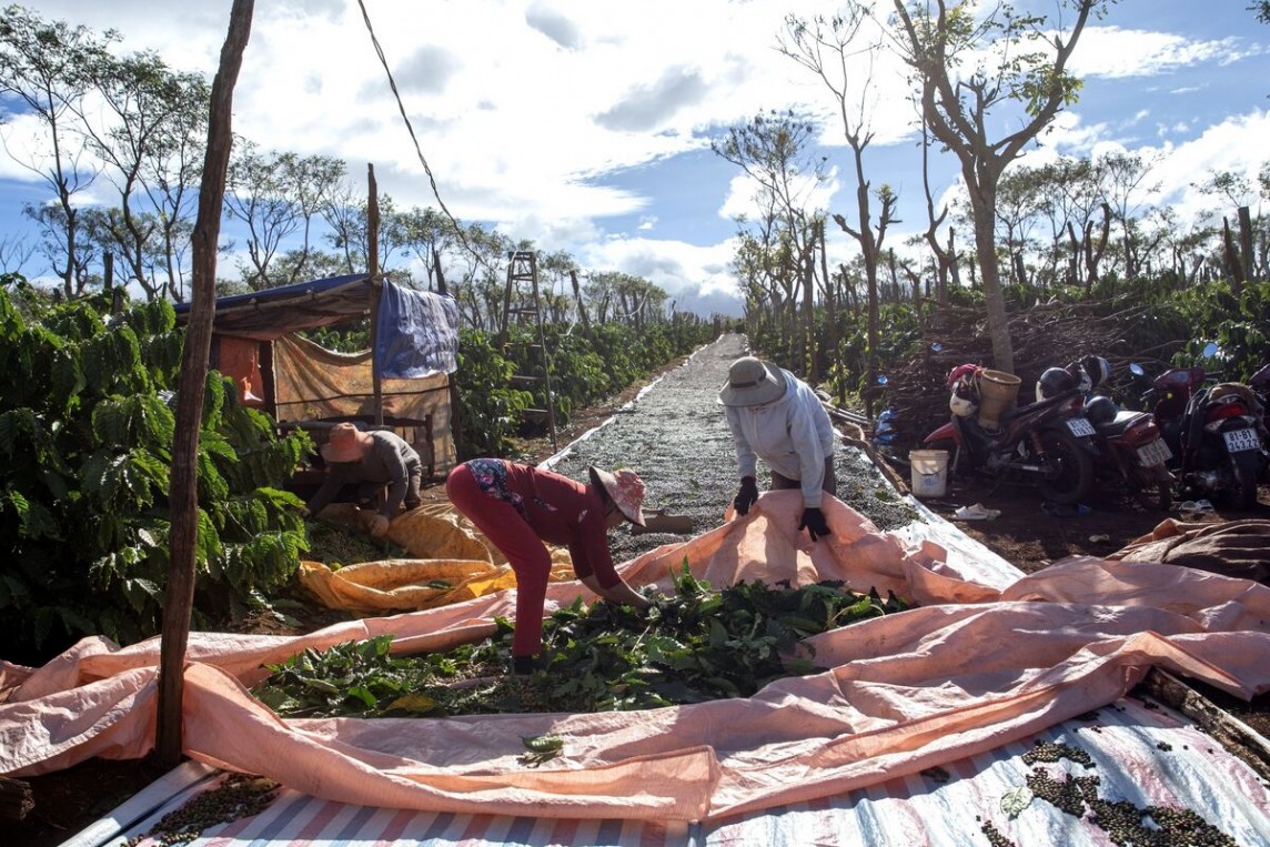 Nông dân thu hoạch cà phê tại Đắk Lắk. Nguồn ảnh: Maika Elan, Bloomberg Nông dân thu hoạch cà phê tại Đắk Lắk. Nguồn ảnh: Maika Elan, Bloomberg