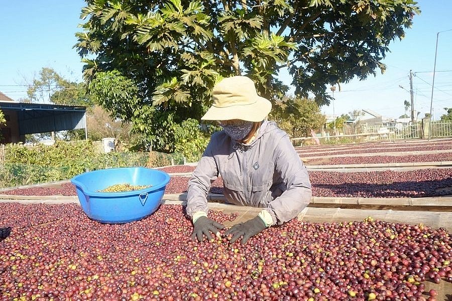 Thị trường cà phê trong nước