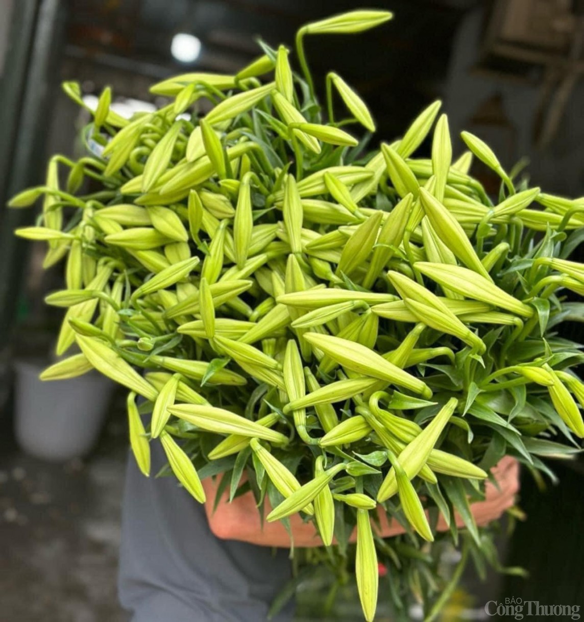 Hoa loa kèn đầu vụ, giá chát vẫn nhiều chị em tấp nập đặt mua Hoa loa kèn đầu vụ, giá chát vẫn nhiều chị em tấp nập đặt mua