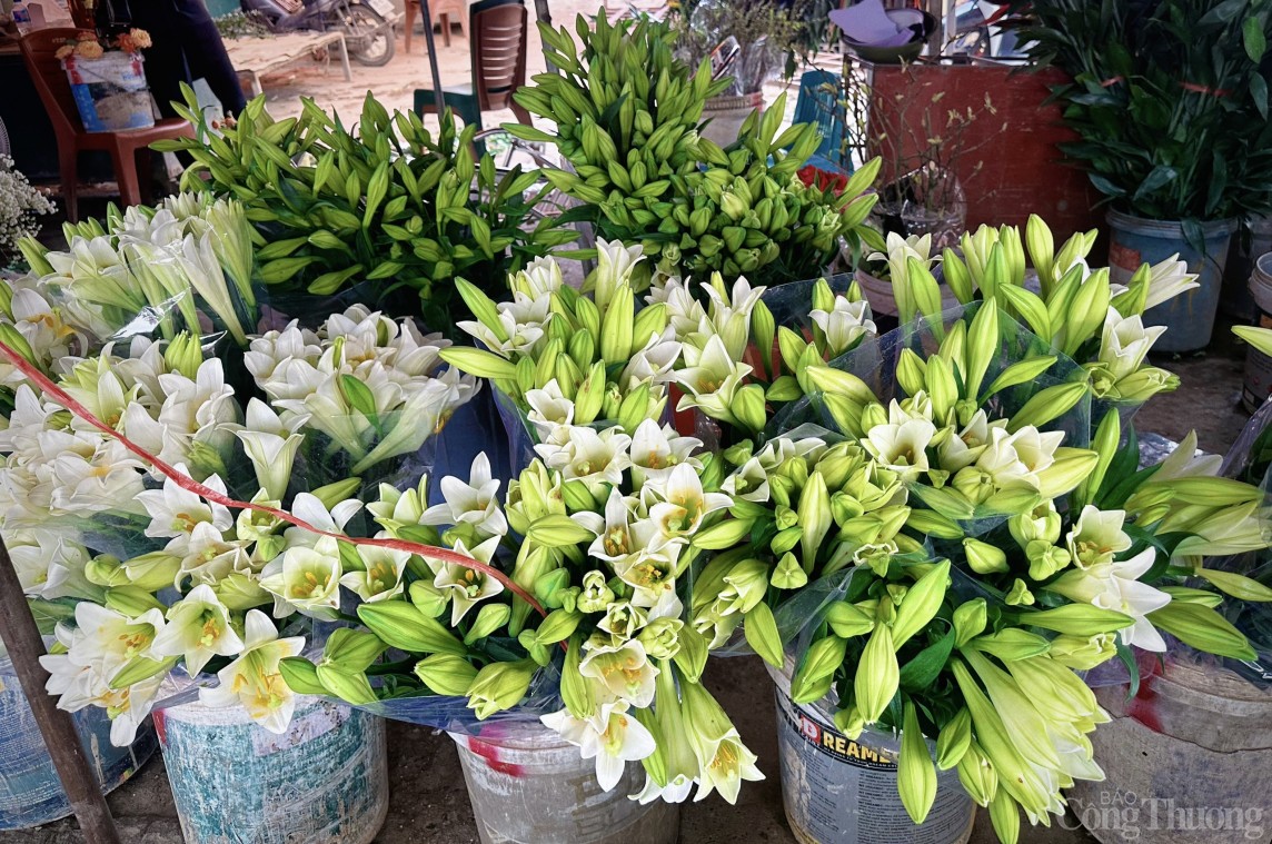 Hoa loa kèn đầu vụ, giá chát vẫn nhiều chị em tấp nập đặt mua Hoa loa kèn đầu vụ, giá chát vẫn nhiều chị em tấp nập đặt mua