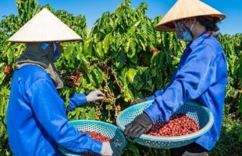 Giá cà phê mới nhất ngày 29/3/2024: Thị trường cà phê trong nước áp sát mốc 100.000 đồng/kg