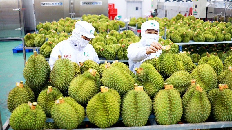Giá sầu riêng tăng cao nhất từ trước tới nay Giá sầu riêng tăng cao nhất từ trước tới nay
