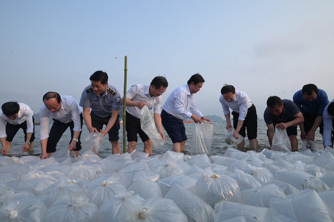 Quảng Ninh: Thả 5 triệu con giống tái tạo nguồn lợi thủy sản Quảng Ninh: Thả 5 triệu con giống tái tạo nguồn lợi thủy sản