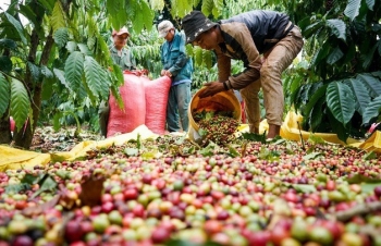 Tuần mới, giá cà phê có tái lập kỷ lục?