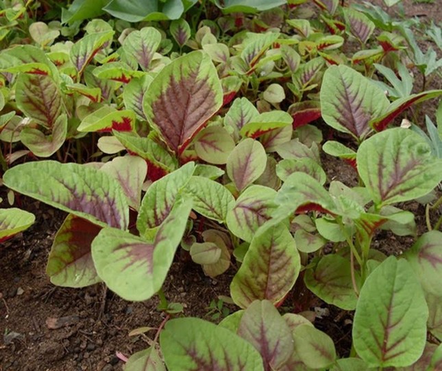 Rau dền rất nhiều chất xơ, tốt cho tiêu hóa nhưng ăn nhiều quá lại gây hại ảnh 1