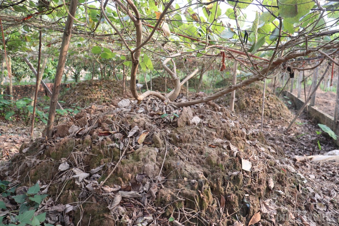 Mùa sắn dây bội thu, người dân Hải Dương kiếm về hàng trăm triệu đồng/ha Mùa sắn dây bội thu, người dân Hải Dương kiếm về hàng trăm triệu đồng/ha