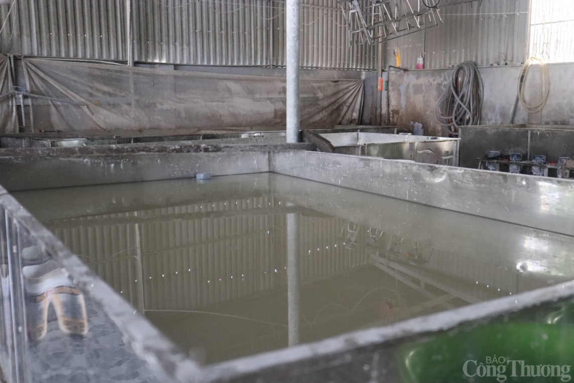 Mùa sắn dây bội thu, người dân Hải Dương kiếm về hàng trăm triệu đồng/ha Mùa sắn dây bội thu, người dân Hải Dương kiếm về hàng trăm triệu đồng/ha