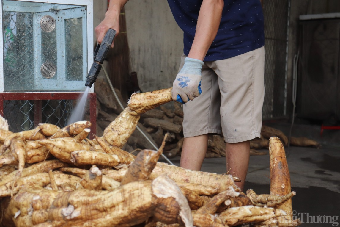 Mùa sắn dây bội thu, người dân Hải Dương kiếm về hàng trăm triệu đồng/ha Mùa sắn dây bội thu, người dân Hải Dương kiếm về hàng trăm triệu đồng/ha
