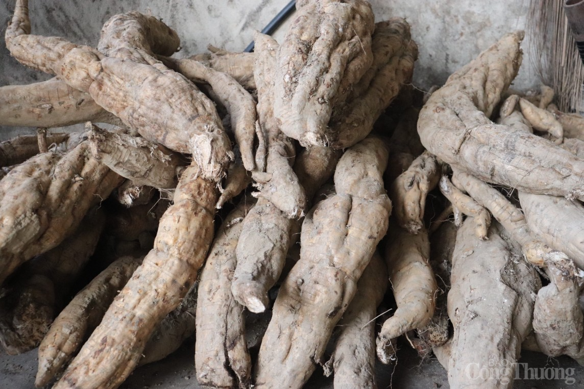 Mùa sắn dây bội thu, người dân Hải Dương kiếm về hàng trăm triệu đồng/ha Mùa sắn dây bội thu, người dân Hải Dương kiếm về hàng trăm triệu đồng/ha