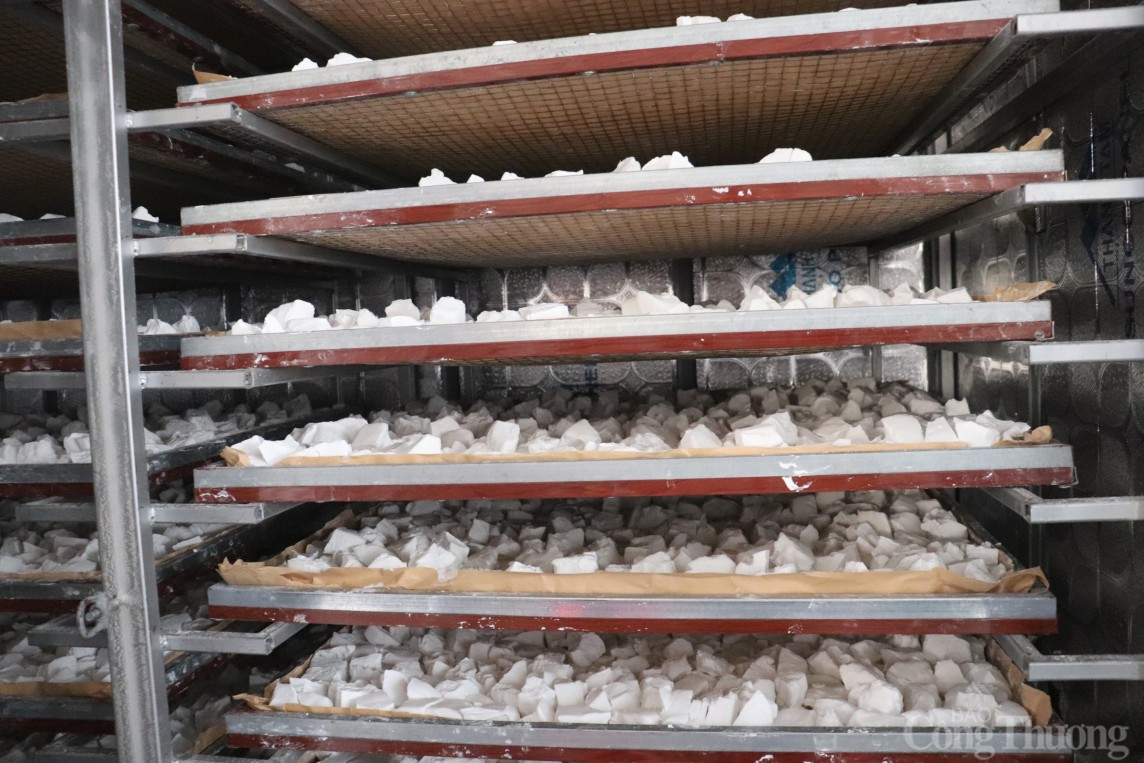 Mùa sắn dây bội thu, người dân Hải Dương kiếm về hàng trăm triệu đồng/ha Mùa sắn dây bội thu, người dân Hải Dương kiếm về hàng trăm triệu đồng/ha