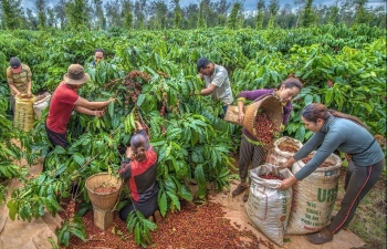 Giá cà phê mới nhất ngày 3/4/2024: Thị trường cà phê trong nước tăng nhẹ, cao nhất 98.800 đồng/kg