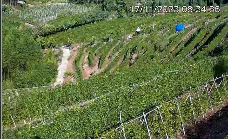 Bắc Giang: Sâm Nam núi Dành được phân phối độc quyền tại thị trường Hoa Kỳ Bắc Giang: Sâm Nam núi Dành được phân phối độc quyền tại thị trường Hoa Kỳ