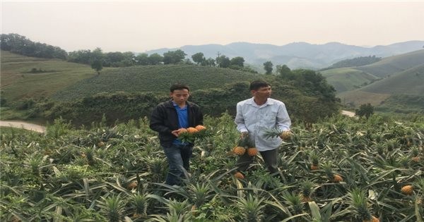 Lào Cai: Phát triển và thu hút đầu tư chế biến sâu các sản phẩm từ chuối, dứa, quả ôn đới