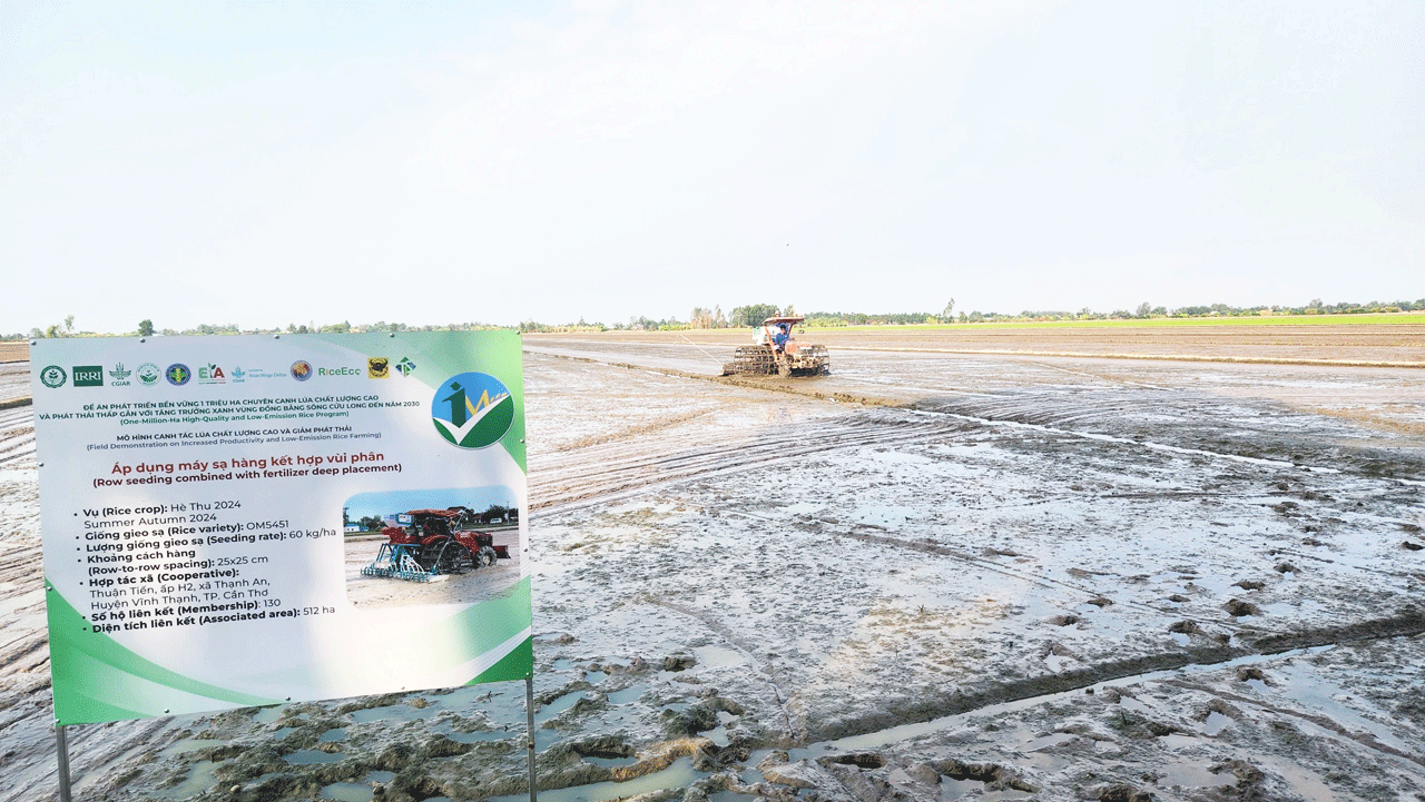 Cánh đồng thí điêm phương pháp máy sạ hàng kết hợp vùi phân. Cánh đồng thí điêm phương pháp máy sạ hàng kết hợp vùi phân tại Cần Thơ.