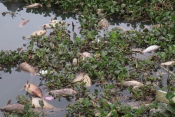 Hải Dương: Cá chết nổi trắng sông, người dân mất cơ nghiệp hàng tỷ đồng