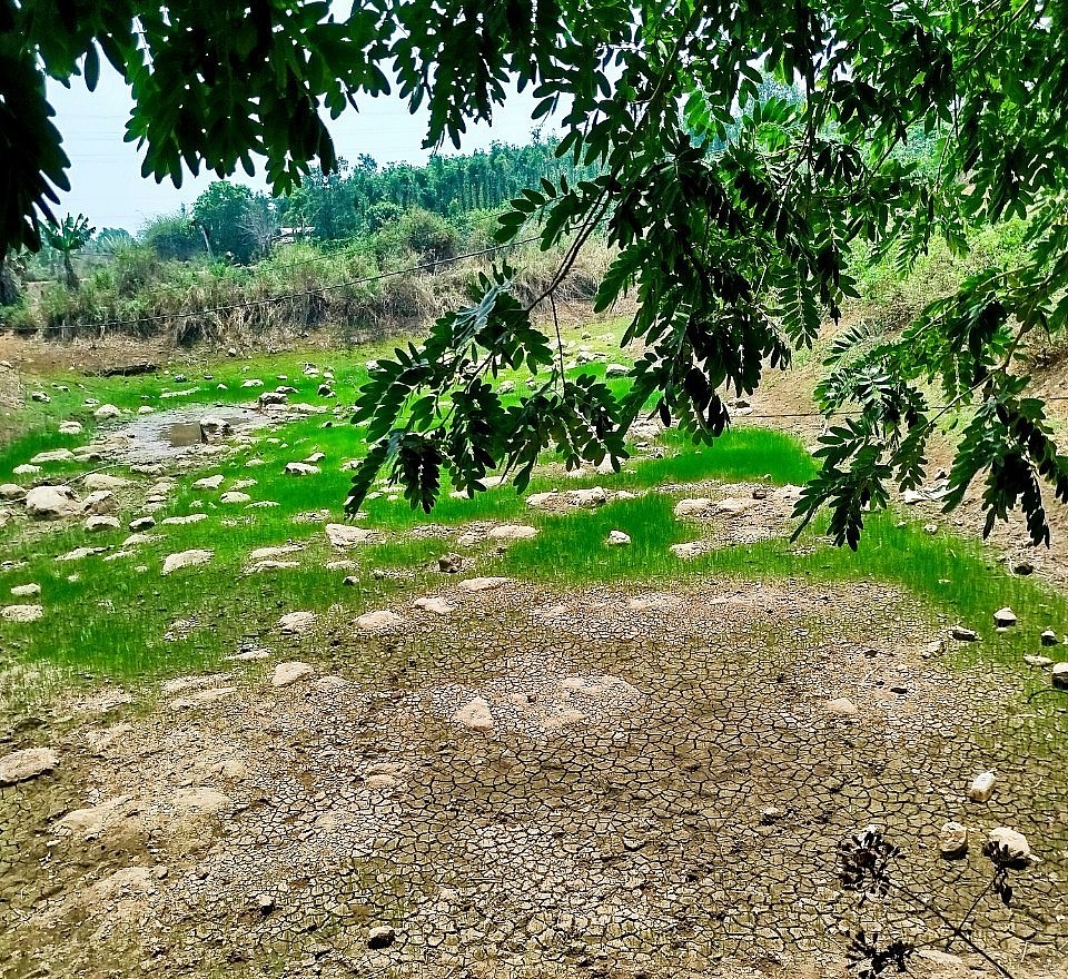 Nhiệt độ cao và thiếu mưa nghiêm trọng đã khiến nguồn nước tưới thiếu hụt trầm trọng Nhiệt độ cao và thiếu mưa nghiêm trọng đã khiến nguồn nước tưới thiếu hụt trầm trọng