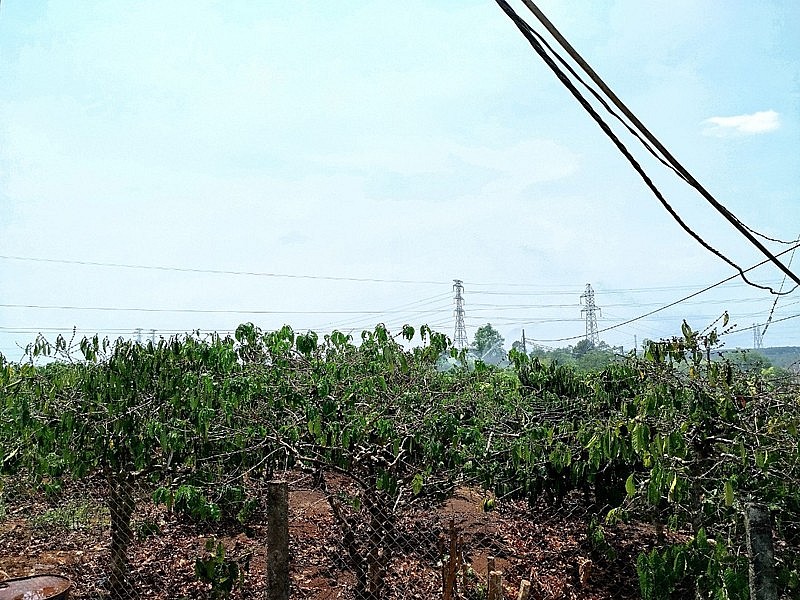 Tình hình thời tiết khắc nghiệt như hiện nay có thể làm hỏng vụ mùa năm nay Tình hình thời tiết khắc nghiệt như hiện nay có thể làm hỏng vụ mùa năm nay