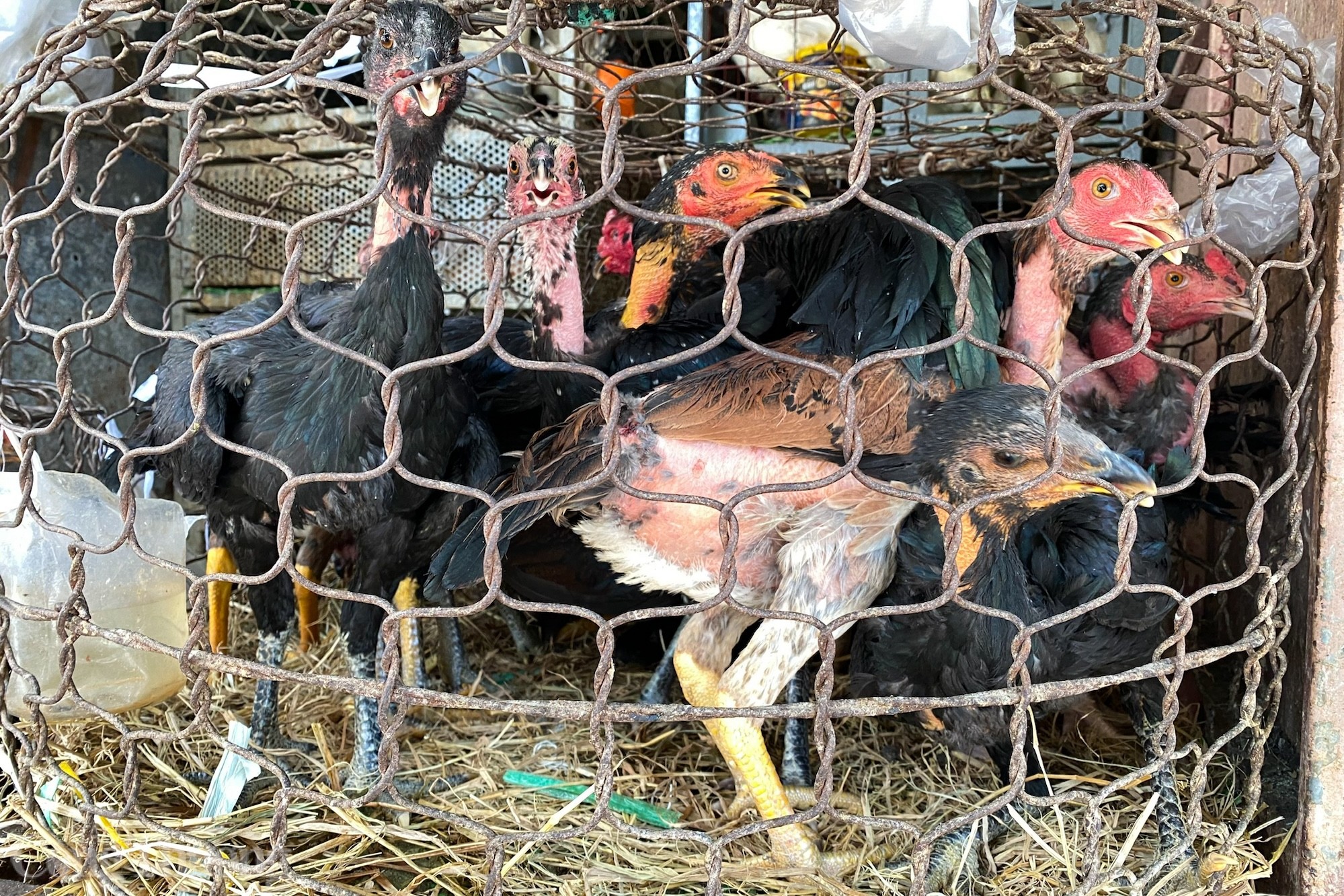 Thịt gà ở Nha Trang ế ẩm do tin đồn thất thiệt Thịt gà ở Nha Trang ế ẩm do tin đồn thất thiệt