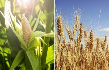 Thị trường nông sản đóng cửa trong sắc đỏ